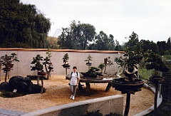 1998 - Canada 04 (Montréal - Jardin botanique - Bonsaï)